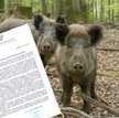 Polski Związek Łowiecki: media kłamią ws. liczby dzików do odstrzału