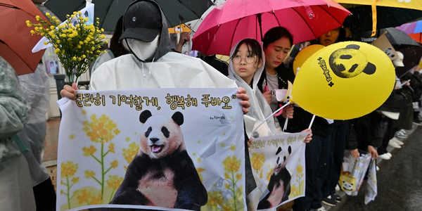 Jedna z ostatnich pand w Korei Południowej opuściła kraj. Żegnały ją tłumy