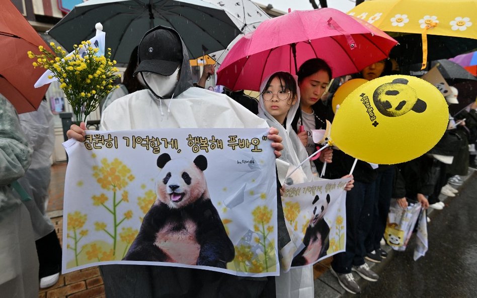 Panda Fu Bao, która w 2020 roku przyszła na świat w Korei Południowej, opuściła kraj. Zwierzę zamies