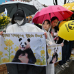Panda Fu Bao, która w 2020 roku przyszła na świat w Korei Południowej, opuściła kraj. Zwierzę zamies