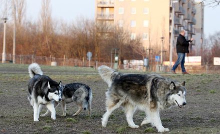 Pies potrafi więcej, niż przypuszczamy
