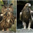 Poszukiwani: Od lewej - puchacz i orzeł