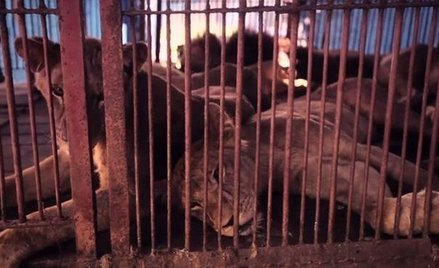 "Lwia Arka" - jak ratowano boliwijskie lwy