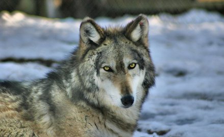 Wilczyca pokonała 14 tys. km. Szukała partnera