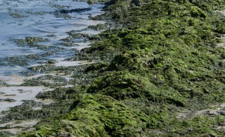 Naukowcy ostrzegają: z powodu upałów w ciekach wodnych powstają toksyczne algi