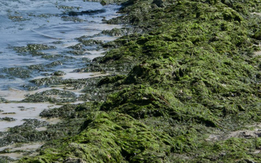 Naukowcy ostrzegają: z powodu upałów w ciekach wodnych powstają toksyczne algi