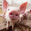 Świńskie odchody w walce o ochronę jakości powietrza