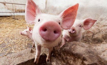 Świńskie odchody w walce o ochronę jakości powietrza