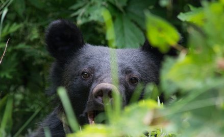 Niedźwiedź. Zdjęcie ilustracyjne