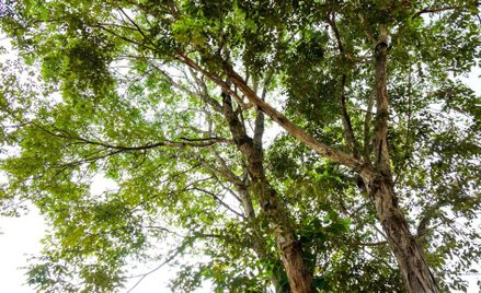 Ghana: Od 2012 roku ścięto 6 mln drzew różanych. Dla Chin