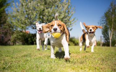 NSA w sprawie zakazu wprowadzania psów do miejskiego parku