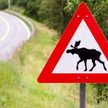 Zderzenie z łosiem: nie będzie odszkodowania za brak znaku