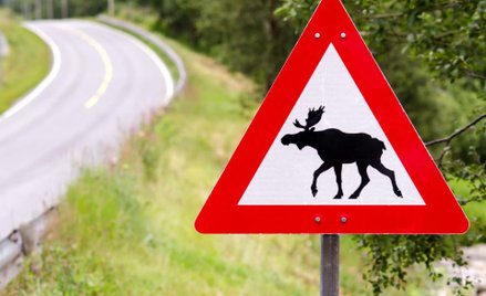 Zderzenie z łosiem: nie będzie odszkodowania za brak znaku