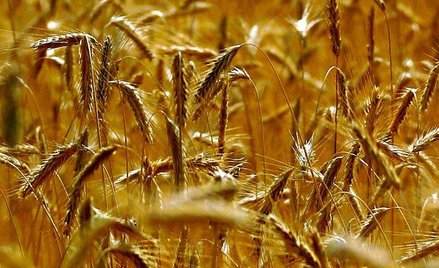 GMO nie wybije ludzkości
