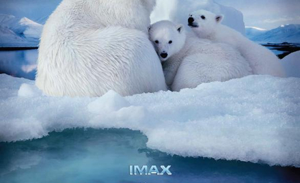 Arktyka 3D w kinach IMAX