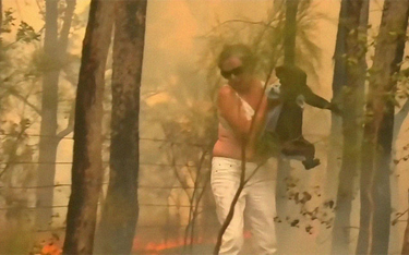 Uratowana z pożaru koala nie przeżyła