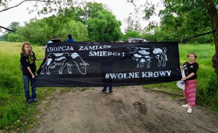 Stado z Deszczna: #WolneKrowy będą żyły