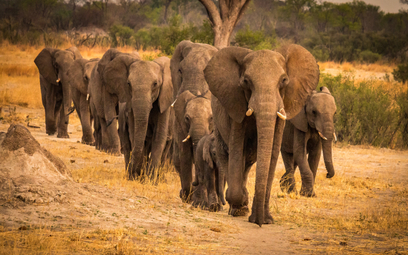 Słonie w Parku Narodowym Hwange, zdjęcie ilustracyjne