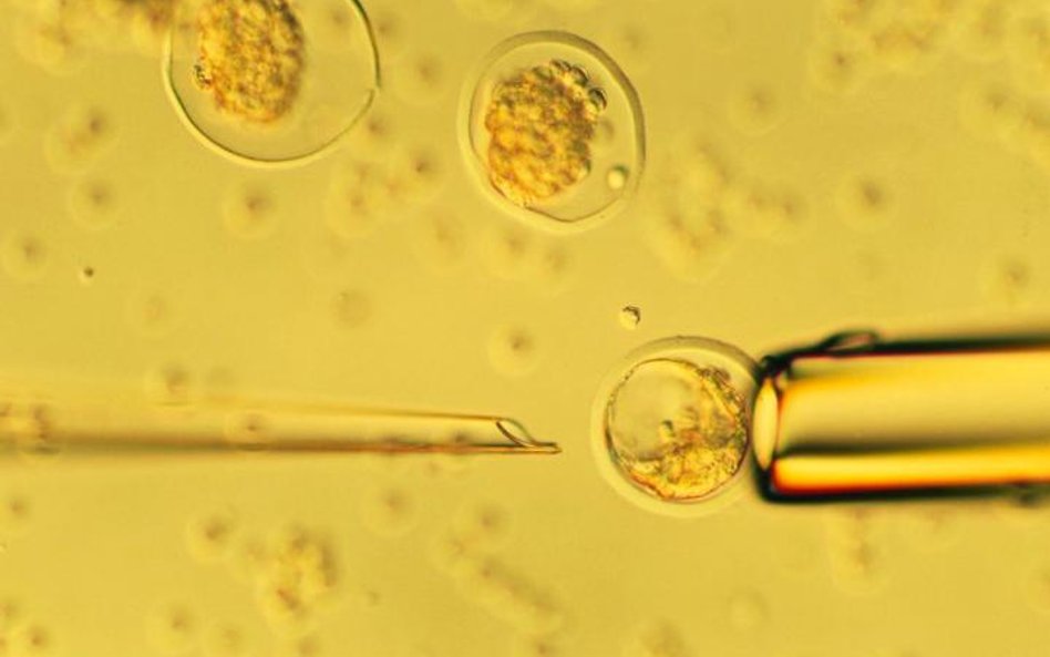 Klonowanie zwierząt nie sprawia już problemu. Ale z ludźmi naukowcy dotąd sobie nie radzili