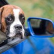 Podróż z psem, kotem lub fretką - nowe zasady w całej Unii