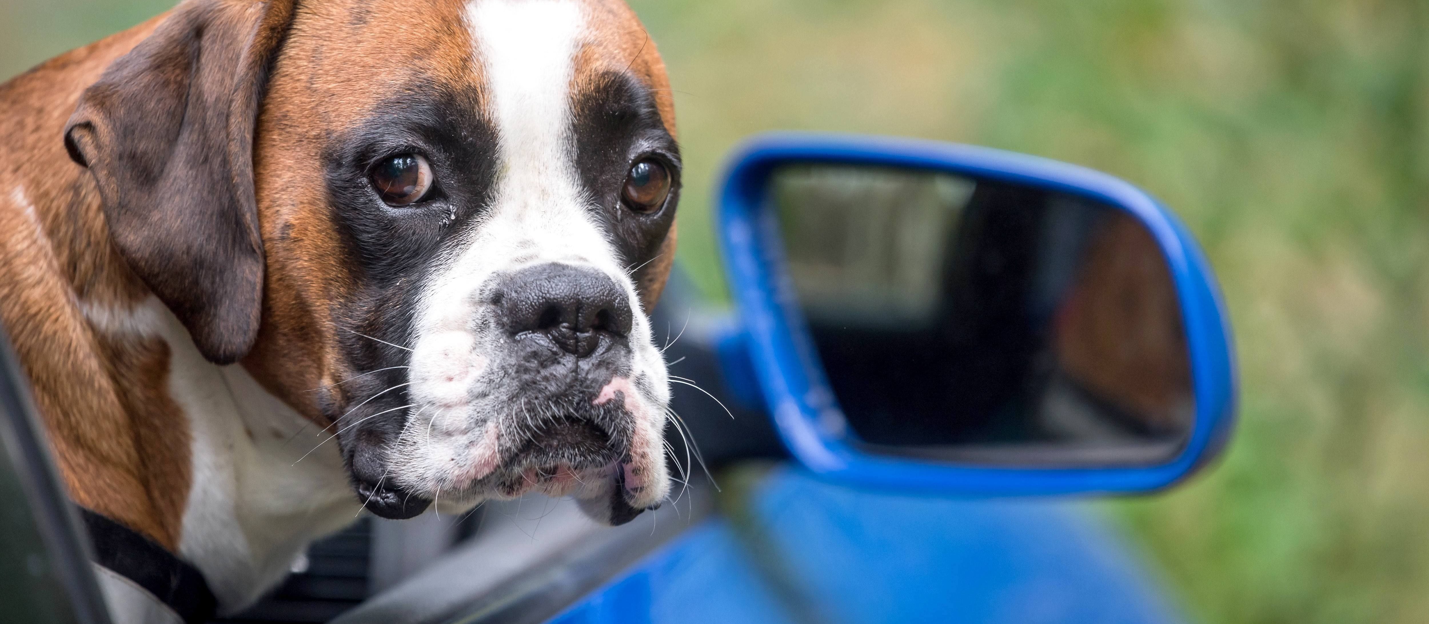 Nowe przepisy dla podróżujących z psem i kotem do UE i na terenie UE