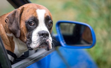 Podróż z psem, kotem lub fretką - nowe zasady w całej Unii
