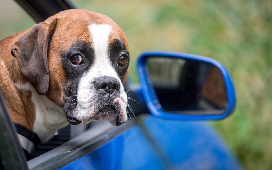 Nowe przepisy dla podróżujących z psem i kotem do UE i na terenie UE