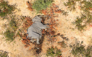 To sinice zabiły setki słoni w Botswanie