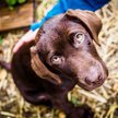 Niemcy: Przed świętami nie adoptujesz zwierzaka