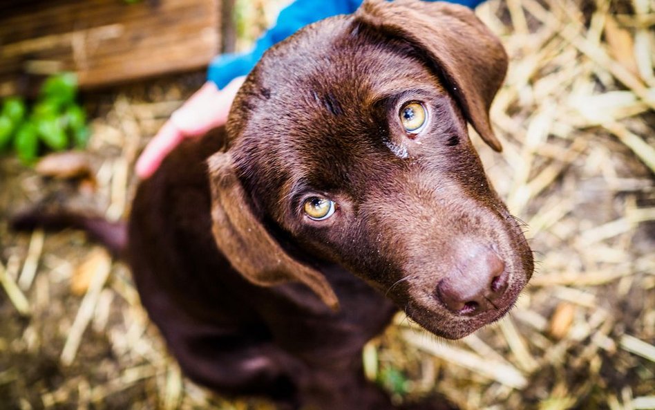 Niemcy: Przed świętami nie adoptujesz zwierzaka