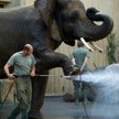 Słonie z ogrodu zoologicznego w Dreźnie