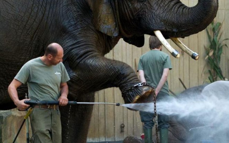 Słonie z ogrodu zoologicznego w Dreźnie