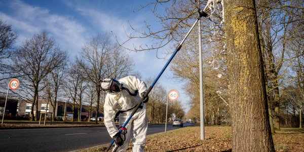 W Polsce pojawiła się korowódka dębówka. Jest niebezpieczna dla ludzi i zwierząt