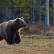 Odstrzał nie zmieni sytuacji. Należy raczej przypuszczać, że zostaną zabite przypadkowo spotkane oso