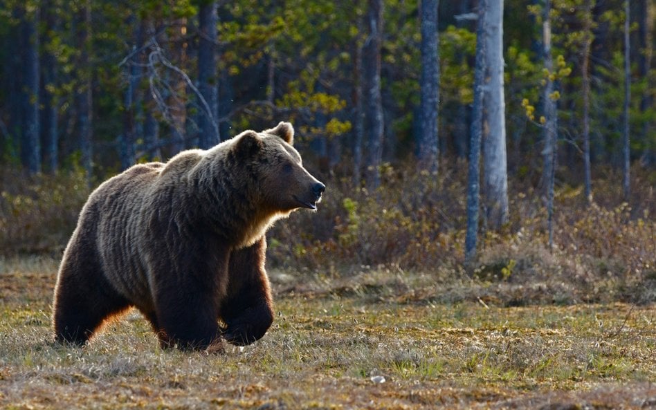 Odstrzał nie zmieni sytuacji. Należy raczej przypuszczać, że zostaną zabite przypadkowo spotkane oso