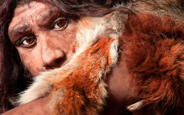 Dlaczego wyginęli neandertalczycy? Nowa teoria