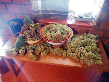 To tylko bardzo drobna część zbiorów winogron w gruzińskim gospodarstwie.