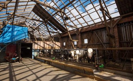 Szkody w gospodarstwach wiejskich i lasach to nie wszystko. Straty energetyków mogą wynieść nawet 20