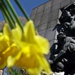 Żonkile przy pomniku Bohaterów Getta na Muranowie.