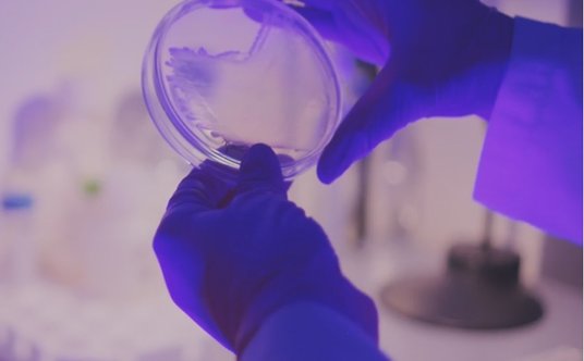 Badania w toku: Szalka Petriego w dłoniach naukowca