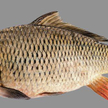 Niemodliński karp czeka na święta