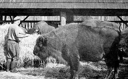 W Białowieży żyje największa populacja żubrów.