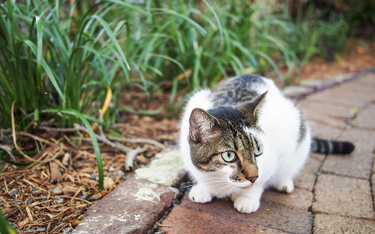 Z zimnego Michigan na słoneczną Florydę - mały kot znaleziony 1600 km od domu