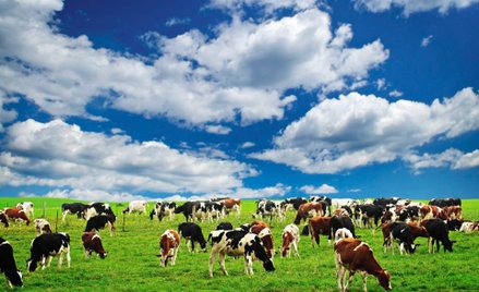 A gdyby tak się z kimś skonsolidować…