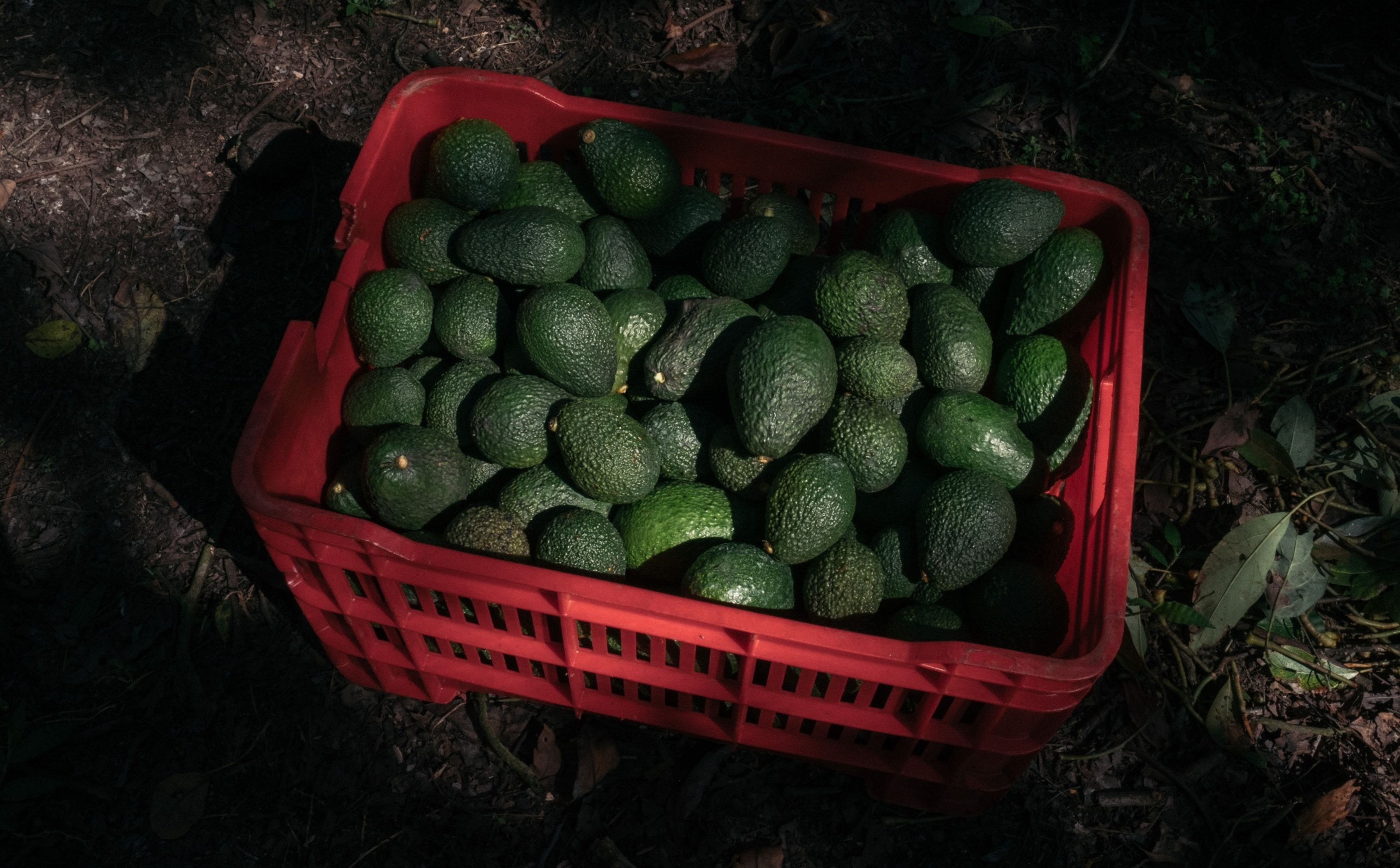 US Lifts Avocado Export Blockade Following Michoacan Security Talks