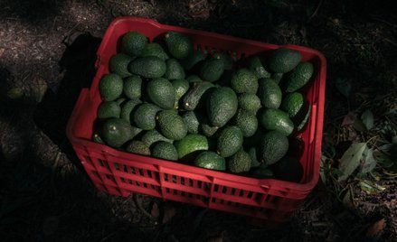 Stany Zjednoczone znów importują owoce awokado z Meksyku