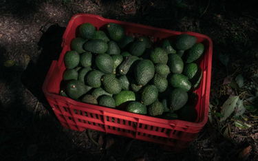 Stany Zjednoczone znów importują owoce awokado z Meksyku