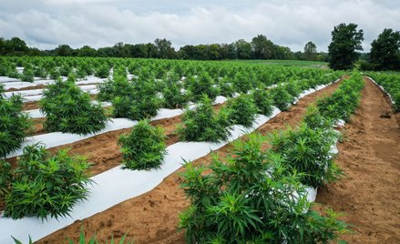 Litwa chce zarobić na konopiach. Sejm zezwala