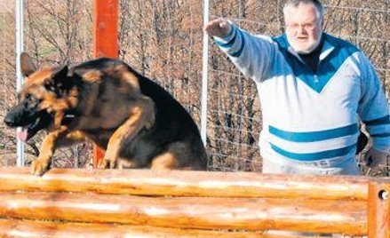 Pies o wyższej inteligencji