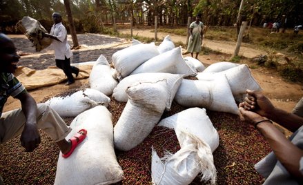 Koronawirus: Importerzy kawy zapełniają magazyny